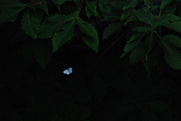 c0049095_22433352.jpg