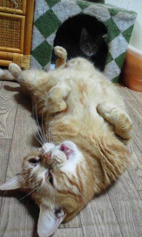 はじめまして!(ちゃこ)_f0242002_2031584.jpg