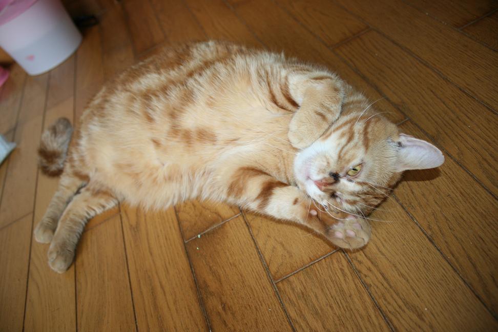 はじめまして!(ちゃこ)_f0242002_20332100.jpg