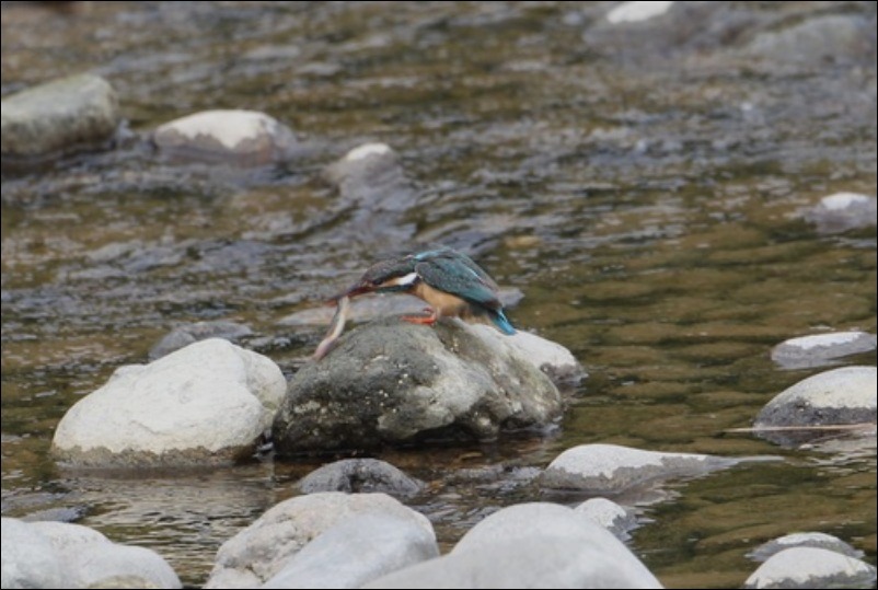 魚捕ったどー！_c0295707_20273053.jpg