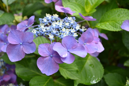 7月「雲門寺」に咲く紫陽花　2013_d0264817_196094.jpg