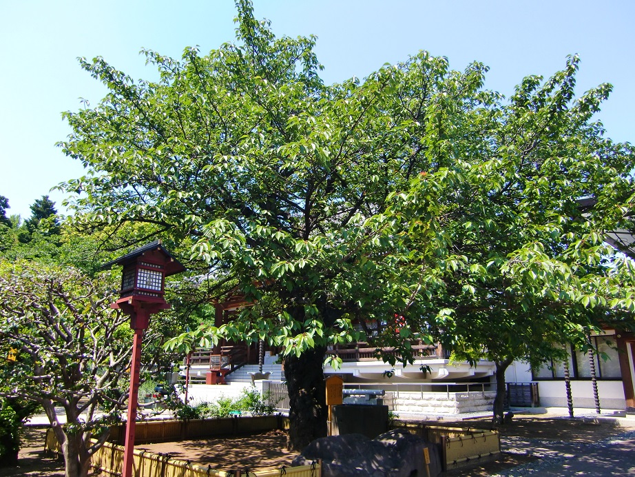 輪王寺（両大師）（東京都台東区）_c0219820_2120654.jpg