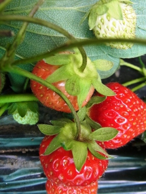 c0204725_1531351.jpg