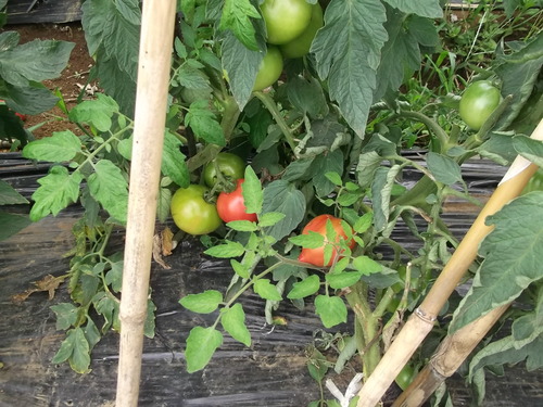 菜園にはまりました...何が楽しの?_b0137932_9491212.jpg