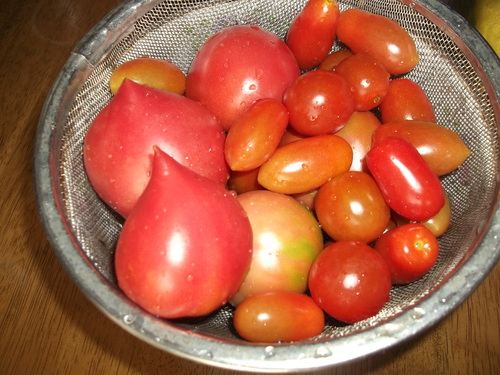 菜園にはまりました...何が楽しの?_b0137932_9492788.jpg
