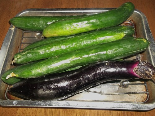 菜園にはまりました...何が楽しの?_b0137932_9503531.jpg