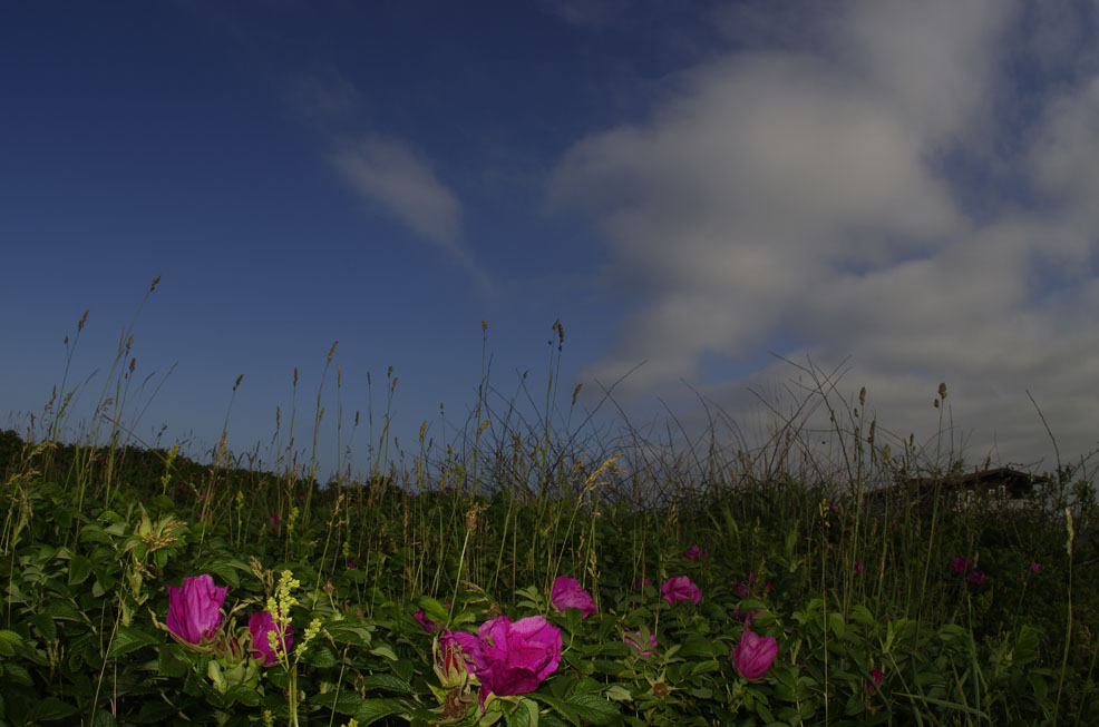 ハマナスの花_f0152939_18429100.jpg