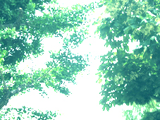 今日、蝉が鳴きました!_d0129249_15504022.jpg