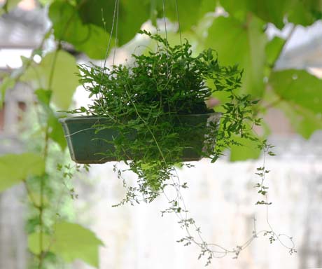 カニクサの吊り鉢 : つる植物生育日記