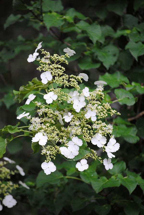a0001354_2342489.gif