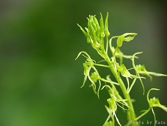 似我蜂草（ジガバチソウ）と鈴虫草（スズムシソウ）_a0067758_22402113.jpg