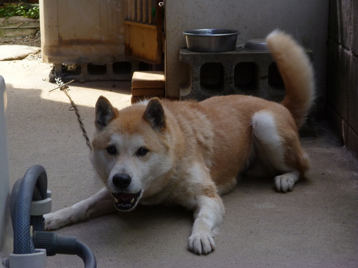 飼い犬に手を噛まれる K2 Hair へようこそ 近江八幡 美容室 美容院 飼い犬に手を噛まれる K2 Hair へようこそ 近江八幡 美容室 美容院