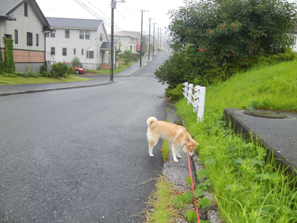 ’13,7,5(金)今日も涼しすぎるよ~!_f0060461_11371221.jpg