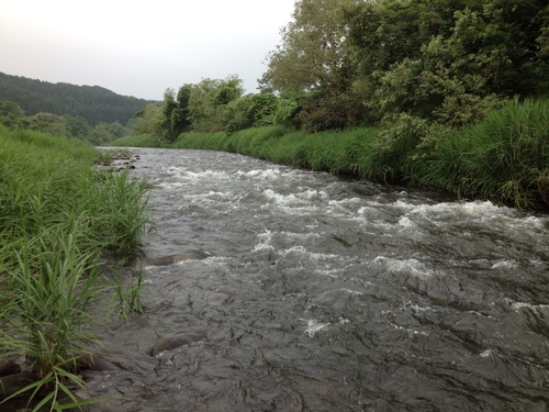 鮎釣り情報  宮城県 鳴瀬川 ！_a0044162_44655.jpg