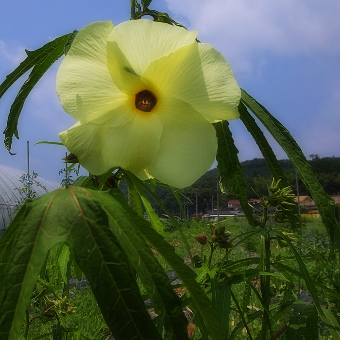 夏色２（ハイビスカスとオクラの花）_b0083462_820175.jpg