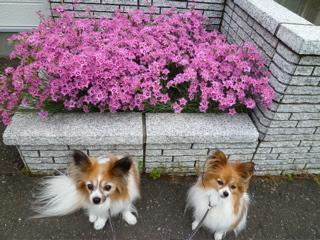 b0122262_225567.jpg