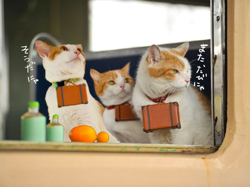 雷蔵の野望 梅蔵猫日記 雷蔵の野望 梅蔵猫日記