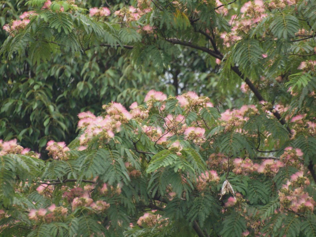 『合歓木（ネムノキ）の花～』_d0054276_21103576.jpg