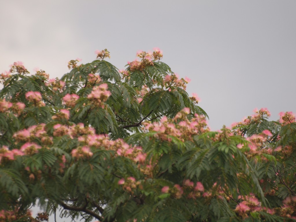 『合歓木（ネムノキ）の花～』_d0054276_21105853.jpg