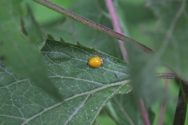 e0070891_17165244.jpg