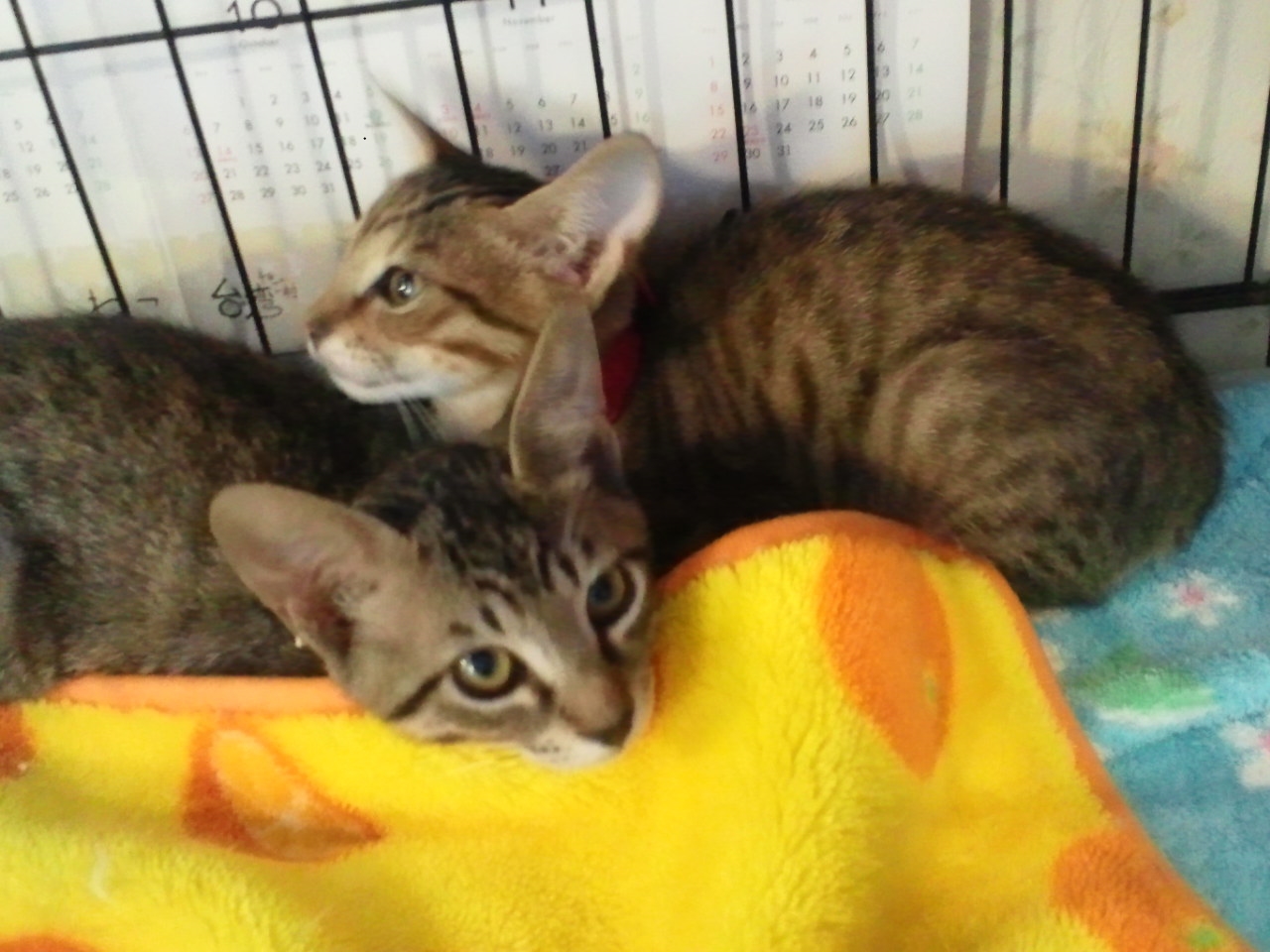 浦安ねこ里親会(6/30)_f0242002_0165462.jpg
