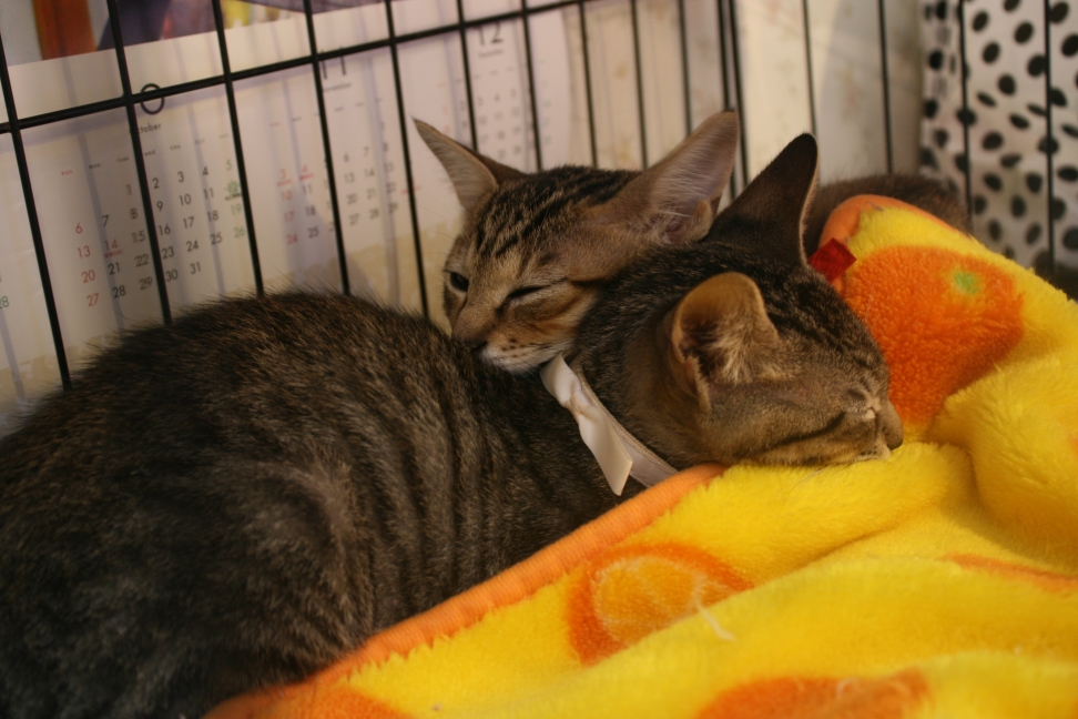 浦安ねこ里親会(6/30)_f0242002_064491.jpg