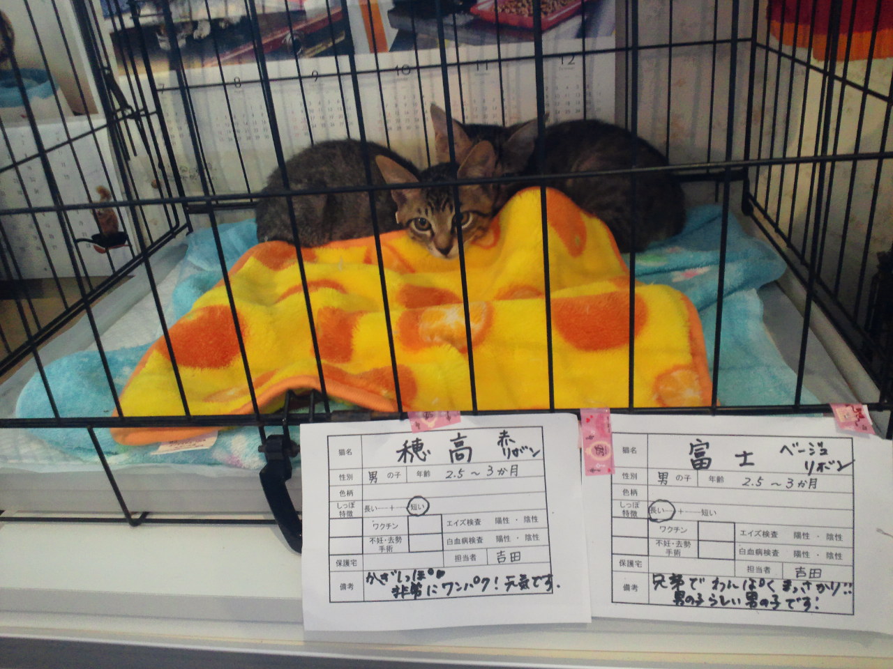 浦安ねこ里親会(6/30)_f0242002_073653.jpg