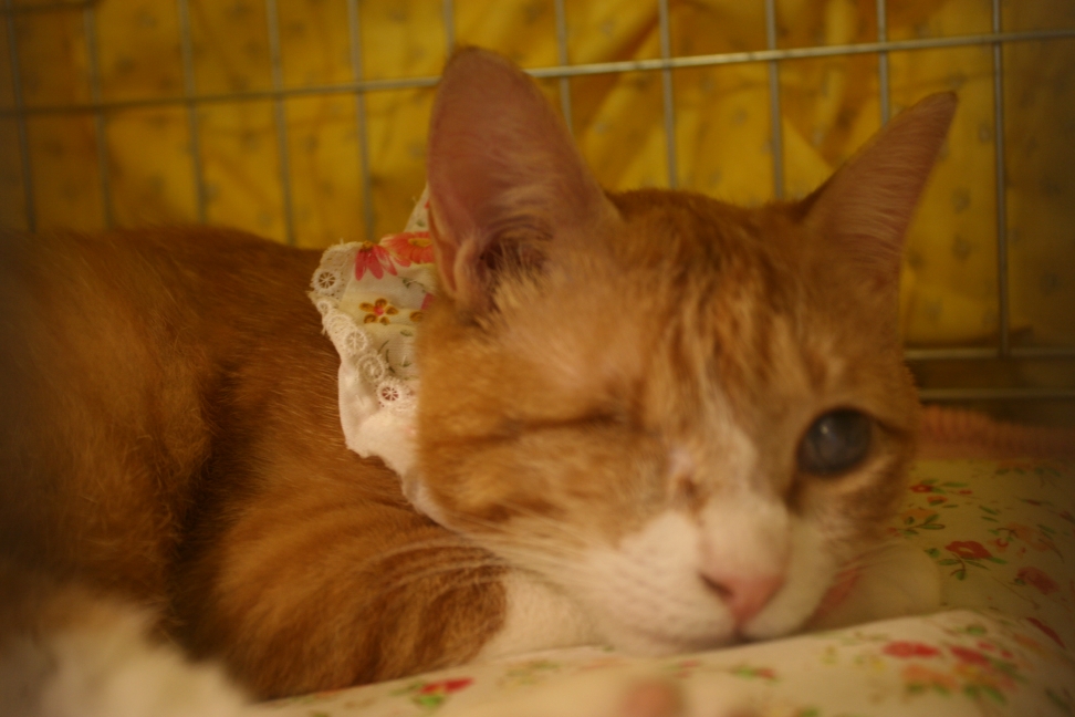 浦安ねこ里親会(6/30)_f0242002_09894.jpg