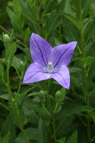菜園 夏の花_e0048413_17245417.jpg