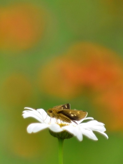 2013年7月6日（土）：いきなりの夏に体も驚く[中標津町郷土館]_e0062415_16405491.jpg