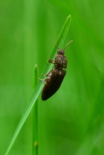 2013年7月6日（土）：いきなりの夏に体も驚く[中標津町郷土館]_e0062415_16422633.jpg