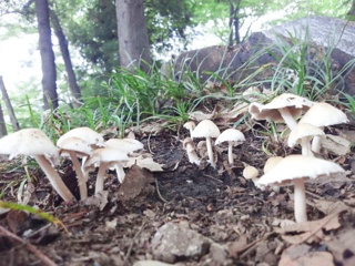 キノコ_e0208519_950127.jpg