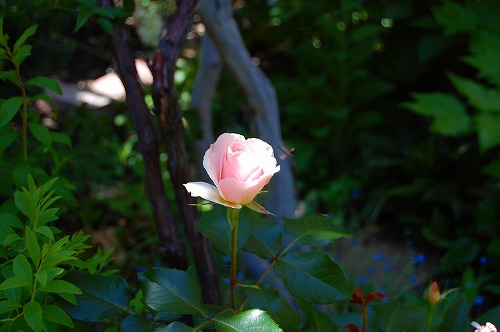 f0170524_1020558.jpg