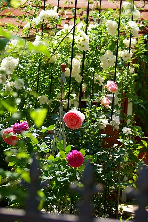 f0170524_10414222.jpg