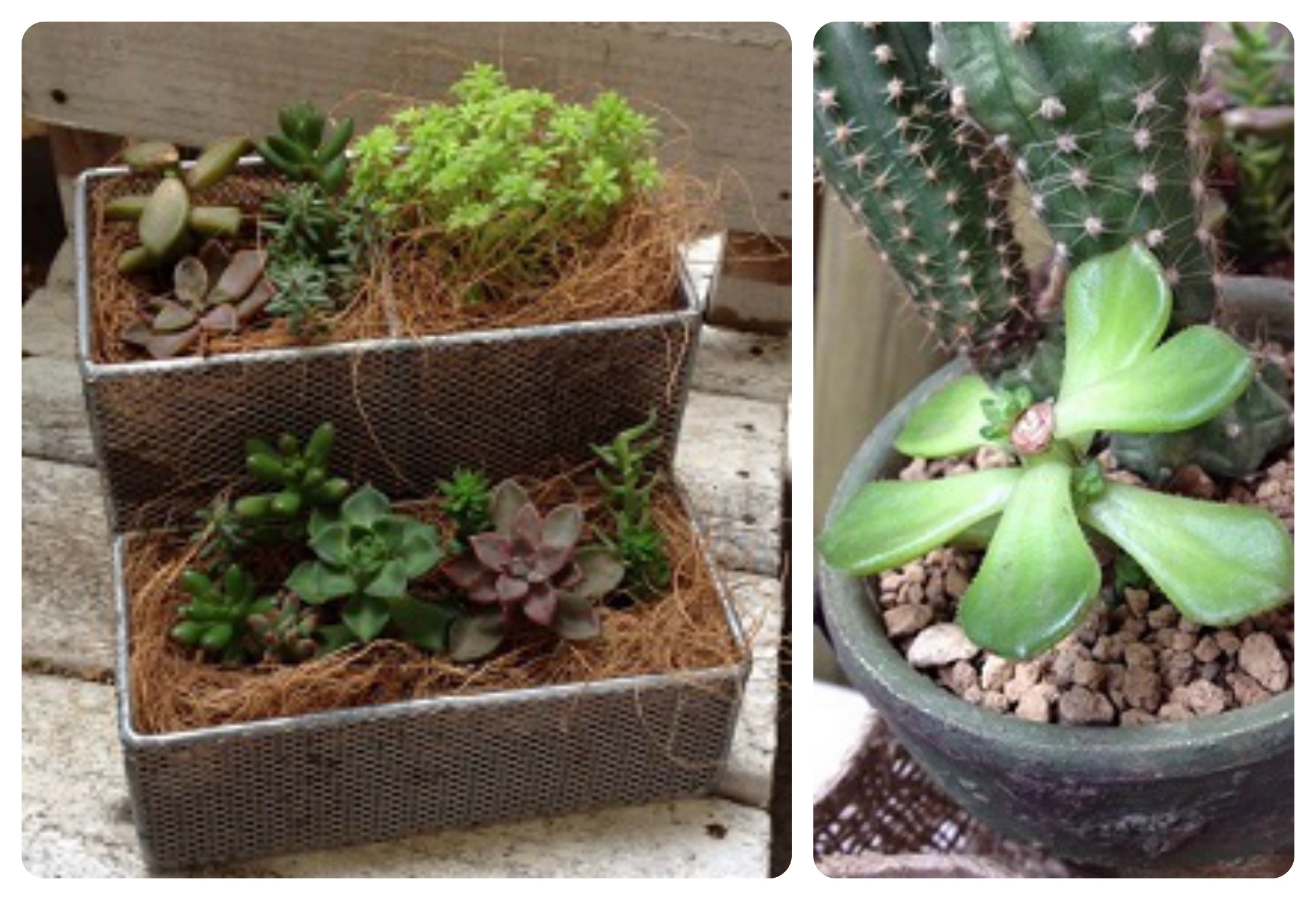 ★多肉植物　寄せ植え〜食いしん坊にゃんこのキッチン風寄せ〜★ ☆多肉植物寄せ植え〜食いしん坊にゃんこのキッチン風寄せ〜☆