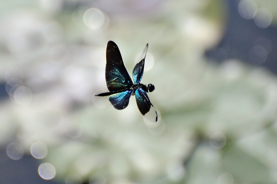 チョウトンボ飛翔（平池公園）_d0148541_2032593.jpg