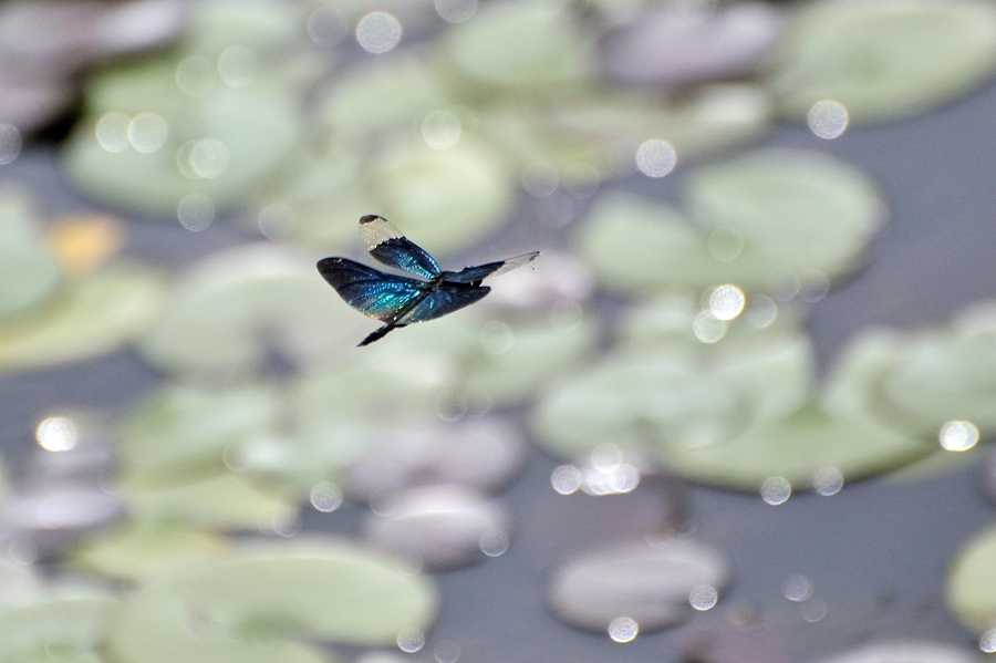 チョウトンボ飛翔（平池公園）_d0148541_2034169.jpg