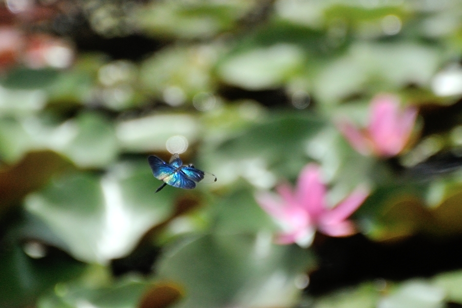 チョウトンボ飛翔（平池公園）_d0148541_204654.jpg