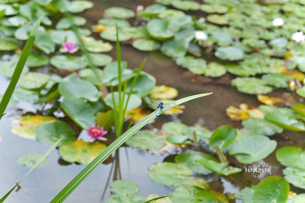 古代ハス園も花盛り（鹿央町）_d0238245_9204265.jpg