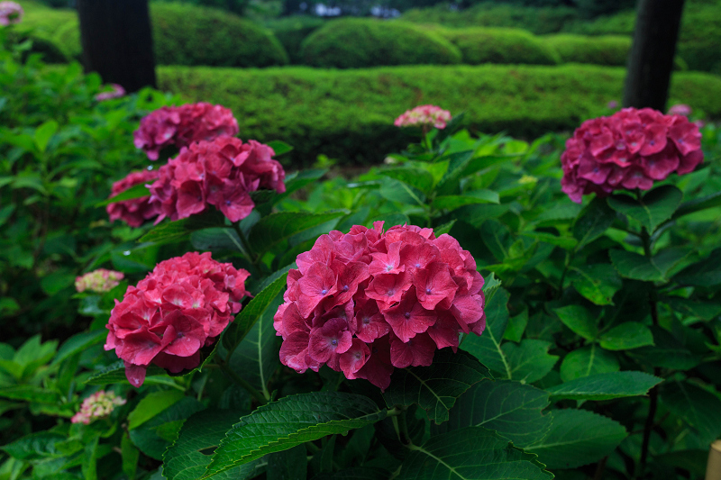 紫陽花の咲き乱れる庭園（三室戸寺・前編）_f0155048_21135698.jpg