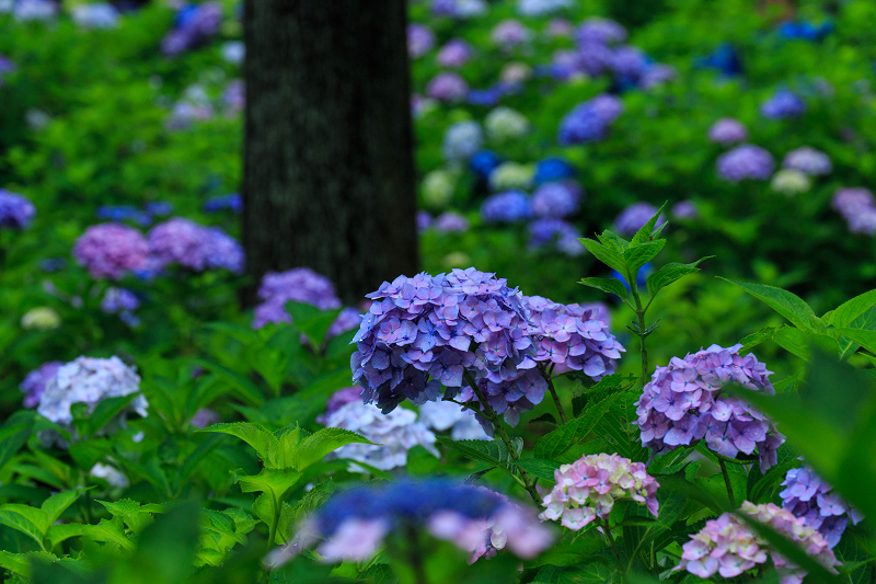 紫陽花の咲き乱れる庭園（三室戸寺・前編）_f0155048_2124783.jpg