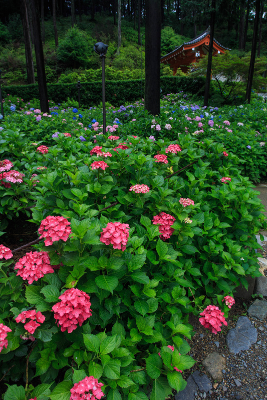 紫陽花の咲き乱れる庭園（三室戸寺・前編）_f0155048_2130150.jpg