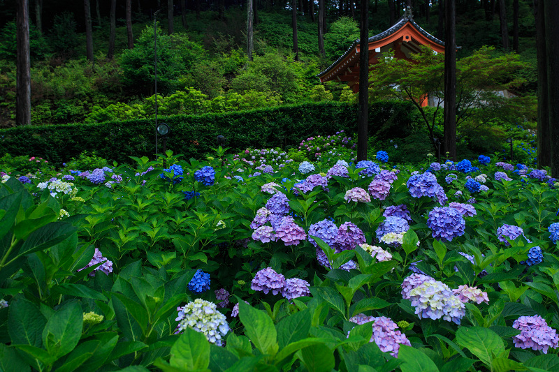 紫陽花の咲き乱れる庭園（三室戸寺・前編）_f0155048_2162480.jpg