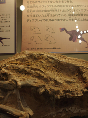 モンゴル恐竜化石展_f0216353_22204684.jpg