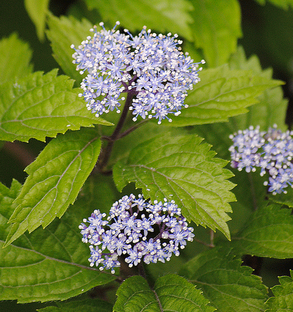 a0001354_222936.gif