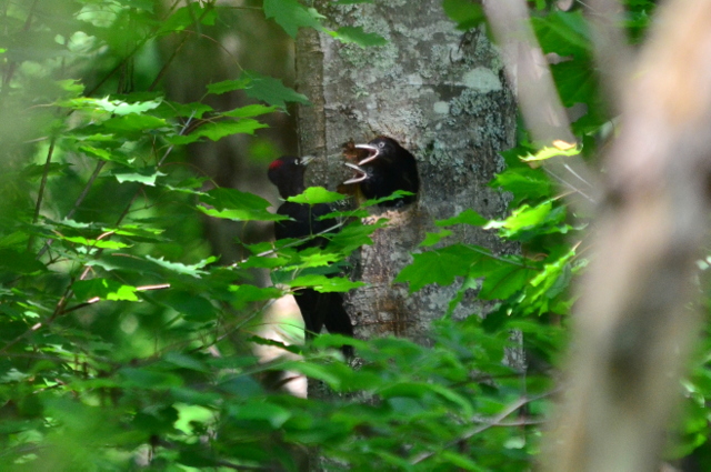 クマゲラの子育て、そして巣立ち。_b0165760_9523769.jpg