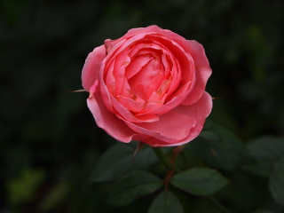 e0105760_94777.jpg