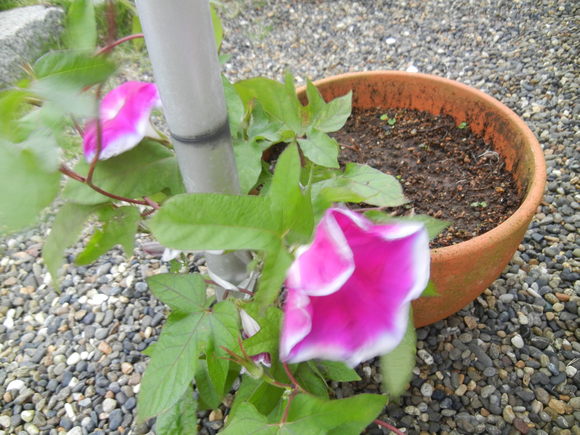 ’13,7,6(土)霧が濃いけど、晴れるのかな?_f0060461_9152837.jpg
