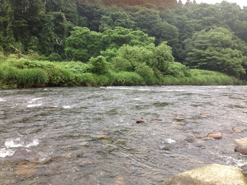 鮎釣り情報  宮城県  江合川 ！_a0044162_410541.jpg