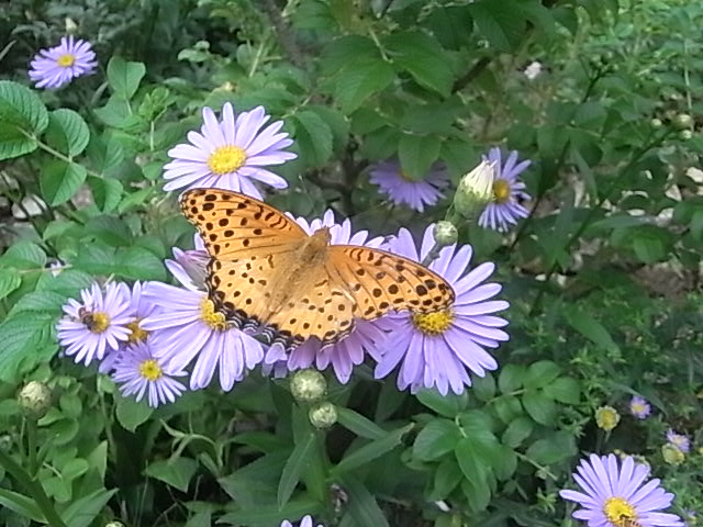 a0146070_76086.jpg